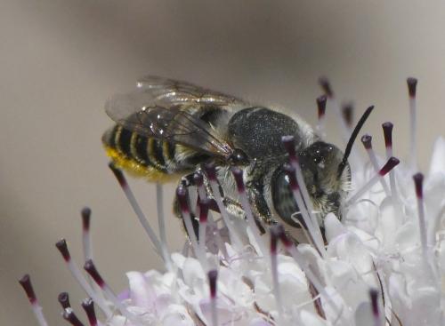Réf. 259 337 : Megachile sp.